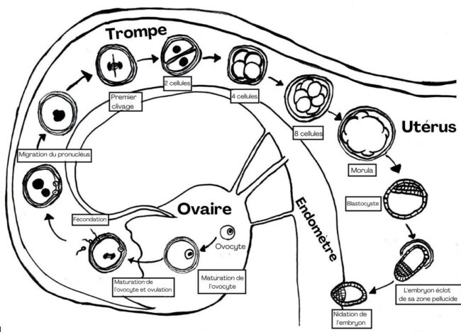 Schéma de l'ovaire, la trompe et l'utérus montrant la fécondation et le développement d'un embryon jusqu'à la nidation